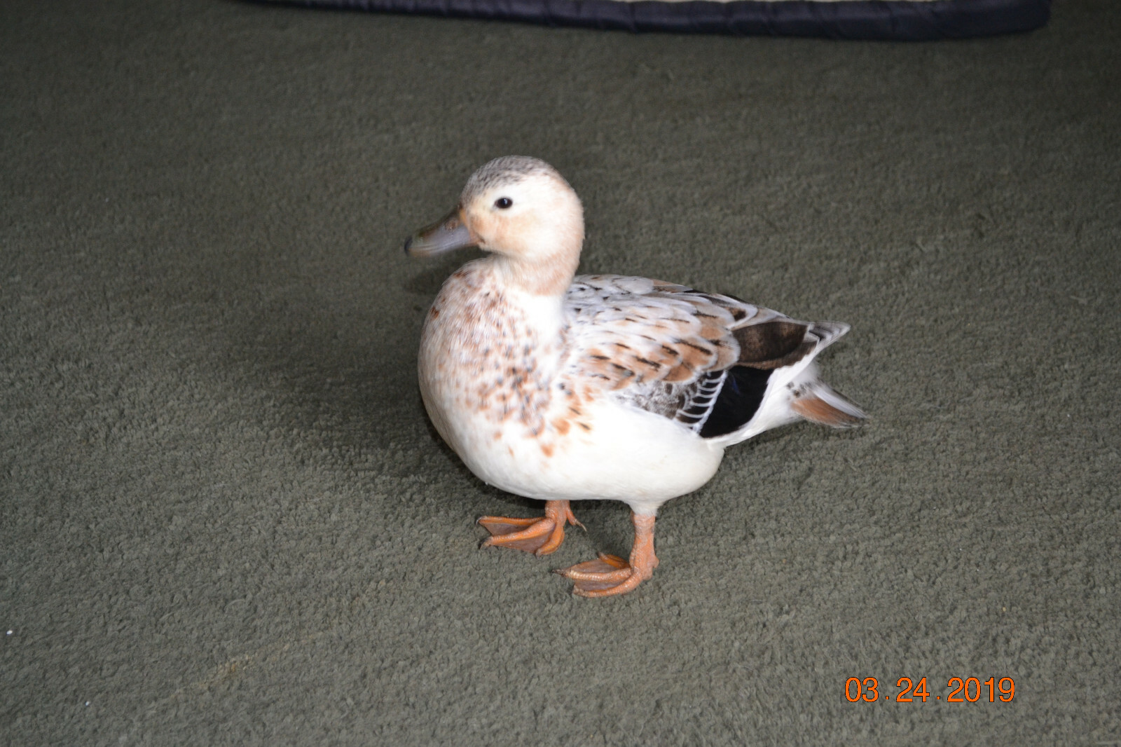 12 call duck eggs,hatching,incubator eggs, dwarf size ducks eBay