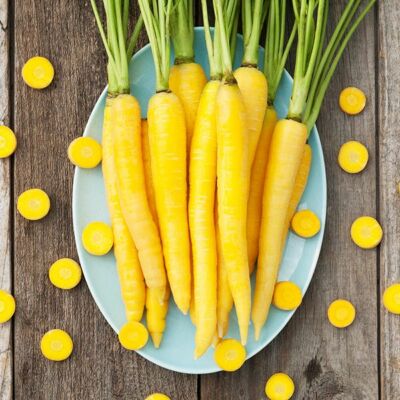 N55 CARROT SEEDS SAMEN Daucus carota SOLAR YELLOW 300 graines de CAROTTE JAUNE