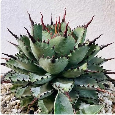 Agave americana L. Cactus Succulent Plant home beautiful cacti 7-9cm