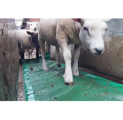 SHEEP FOAM FOOTBATH 60L Hoof Care Foot Bath Bathing Lambs 2380mm x 530mm