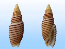 Mitridae, Domiporta praestantissima, Flic En Flac, Mauritius Isl., 22 mm, OLD