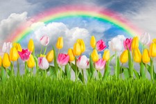 Spring Tulip Flowers Grass Rainbow Clouds 7x5ft Vinyl Backdrop Photo Background