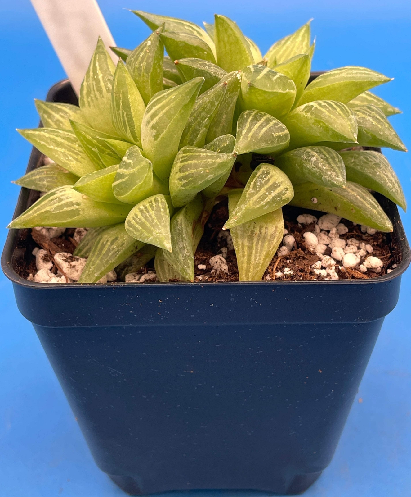 Haworthia Turgida Var Longibracteata - 3.5” Pot Great For Rock Gardens!