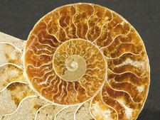 Cut and Polished Cleoniceras AMMONITE Fossil From Madagascar 81.1gr