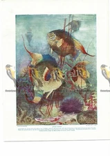 Angel Fishes, Book Illustration (Print), c1925