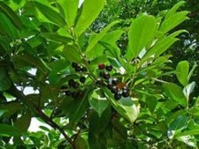 Cherry Laurel (Prunus Laurocerasus) 50 Seeds Hedging Shrub.