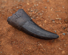 Tyrannosaurus Rex tooth Fossil Dinosaur REPLICA Dino T-Rex Jurassic Park World