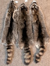 Newly Tanned Wild Large Racoon pelts Country Fur Cabin Craft Fur NICE Soft