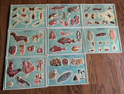 Vintage 1970s General Zoology 3D Scientific Relief Plastic Chart Lot Westab Inc
