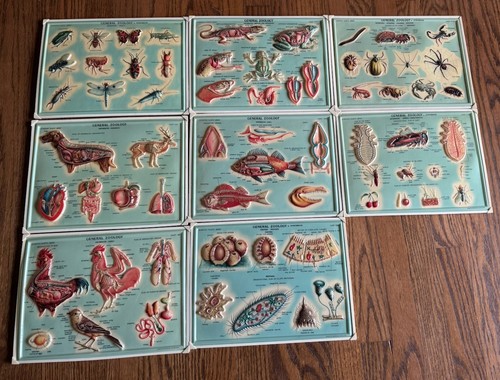 Vintage 1970s General Zoology 3D Scientific Relief Plastic Chart Lot Westab Inc