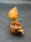 Yellow Canary Wren Bird in Nest Figurine Enamel & Rhinestone Trinket Box Paykoc — photo 4