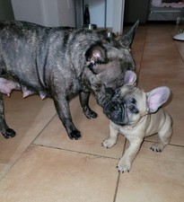 CUCCIOLI di BULLDOG BULL DOG BOULEDOGUE FRANCESE