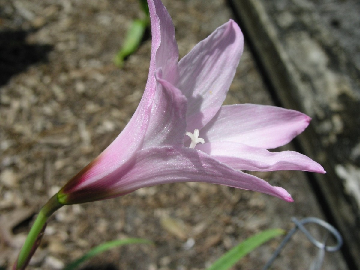 Lily Starfighter Oriental Lilies, 60 Stems | BJ's Wholesale Club