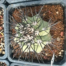 Copiapoa columna-alba WYSIWYG GardenGrafted Self Rooted