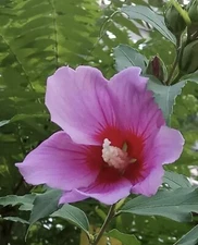 3PC 25”inch Above High Hardy  Red Hibiscus Rose of Sharon live bare roots plants