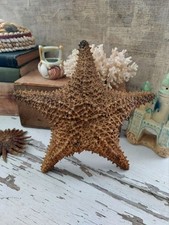 "Estrella de mar grande de colección 7,5"" estrella de mar seca del océano - estrella de mar - decoración de playa"