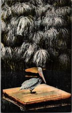 Pelican Westlake Park Los Angeles California CA Postcard