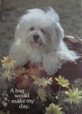 Shih Tzu Puppy Dog Poster 13.75 x 20.75 