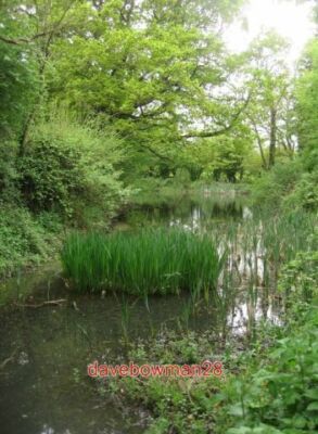 FOTO UP SCHÖNE PFLANZENWELT IM KANAL BASINGSTOKE KANAL VON SLADES BRIDGE. 200