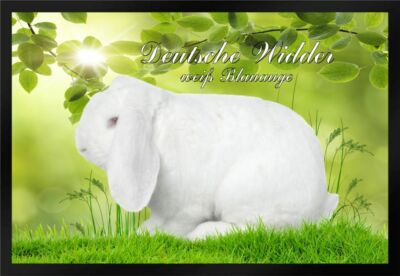 Fußmatte Schmutzfangmatte Kaninchen Dt. Widder weiß BA F909