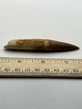 Spinosaurus 3.5” TOOTH  Teeth Dinosaur Fossil before T Rex Cretaceous SC 155