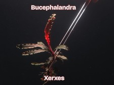 Bucephalandra Xerxes-Live Aquatic Buce Epiphyte Rhizome Fish Shrimp Tank Plants