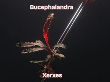 Bucephalandra Xerxes-Live Aquatic Buce Epiphyte Rhizome Fish Shrimp Tank Plants