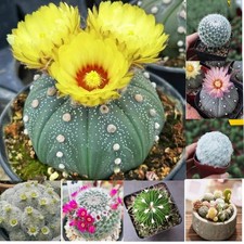 Succulent Plants Cactus Ball Live House Plants for Home Office Garden Decor