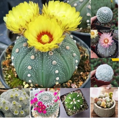 Succulent Plants Cactus Ball Live House Plants for Home Office Garden Decor
