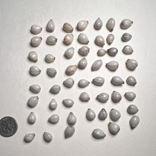 Lot of approx. 55 Small Gray/White Seashell Beads with Drilled Holes