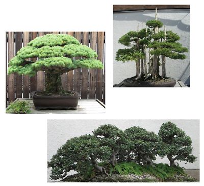 SAMEN Garten Bonsai Set winterhartes Baumsortiment ULME WACHOLDER KIEFER  Baum | eBay