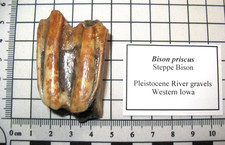 Pleistocene Steppe Bison Ice Age mammal large fossil tooth nice from Iowa #7
