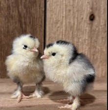 Silkie Hatching Eggs, Multiple colors half a dozen fertilized hatching eggs