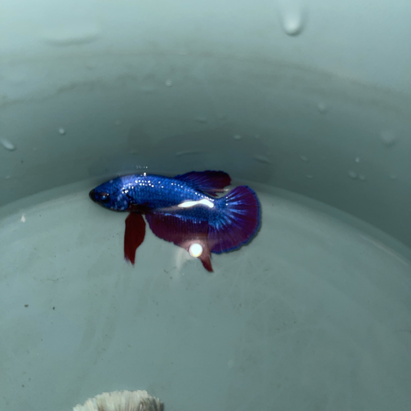 Betta Blu
