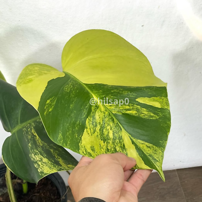 Monstera Aurea Yellow Variegated Including Phytosanitary Certificate | eBay
