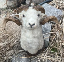 Dall Ram Head Mount - taxidermy mounted on wood plaque