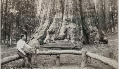 Vtg Sequoia National Park Postcard General Sherman Tree Photo Unposted B&W RPPC