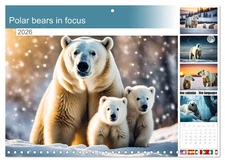 Polar bears in focus (Monthly Wall Calendar 2026 11.7 x 16.5 (open)), CALVENDO 1