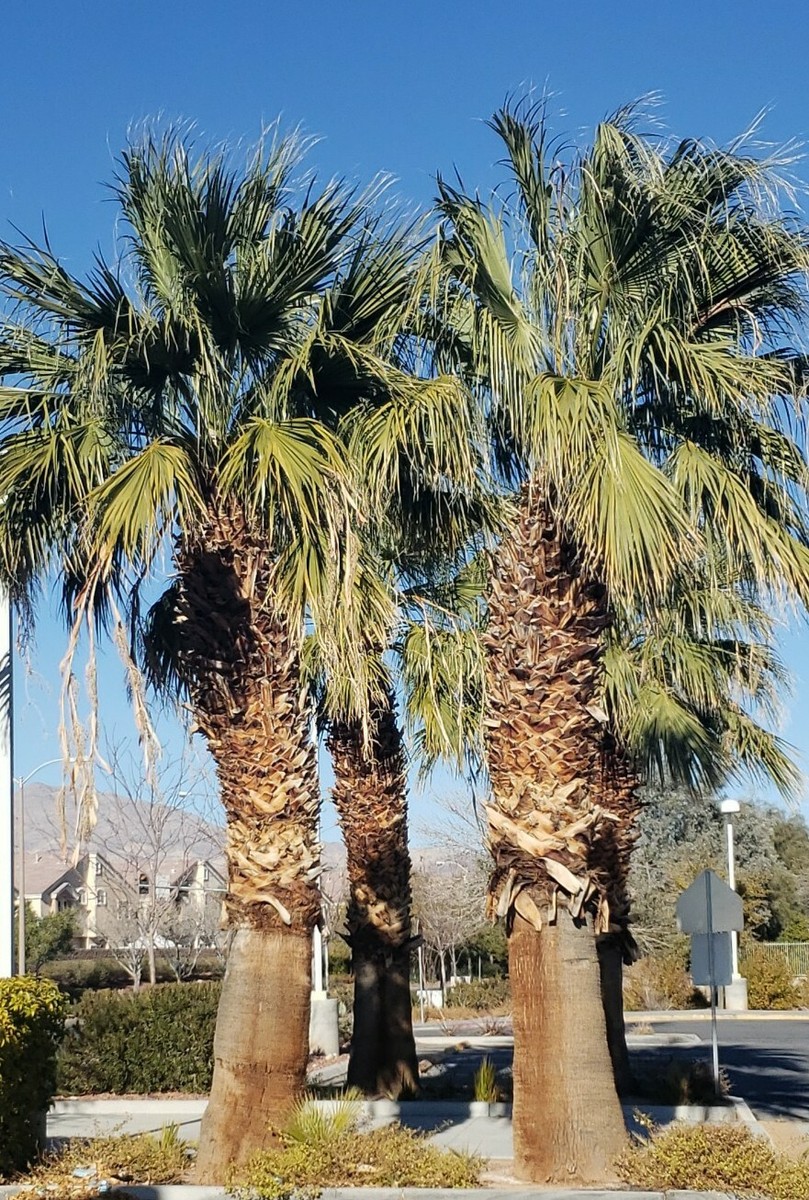 ワシントンヤシ フィリフェラ　Washingtonia filifera ワシントンヤシ (ワシントニア) (ワシントニア・フィリフェラ