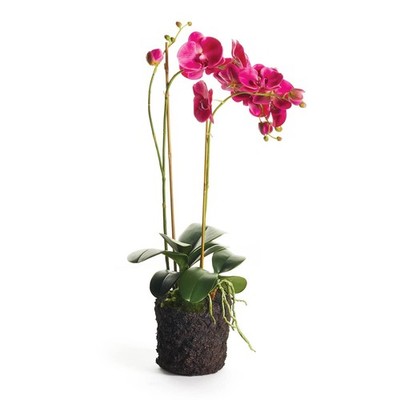 Phalaenopsis X 2 Drop-In 29''