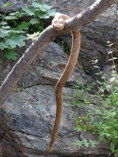 Hand carved cobra snake wooden walking stick for men women walking cane gf