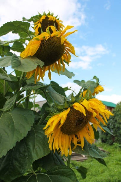50 GIANT GREY STRIPE SUNFLOWER SEEDS| SALE FREE SHIPPING HEIRLOOM NON GMO