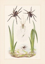 Streckerspinne Tetragnatha Extensa Impression Couleur De 1959 Araignée de Chasse