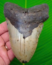 5.14” MEGALODON SHARK TOOTH  Real Fossil  XL BIG Sharks Teeth 