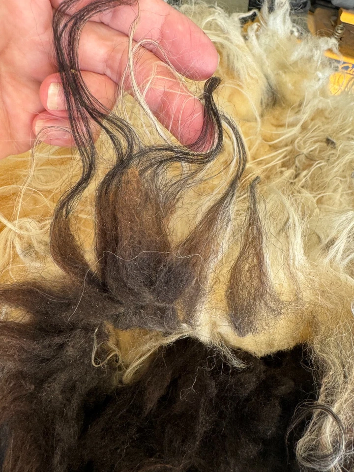 Icelandic Raw Wool Fleece Black & White 2lbs 2 oz - Image 4 of 4