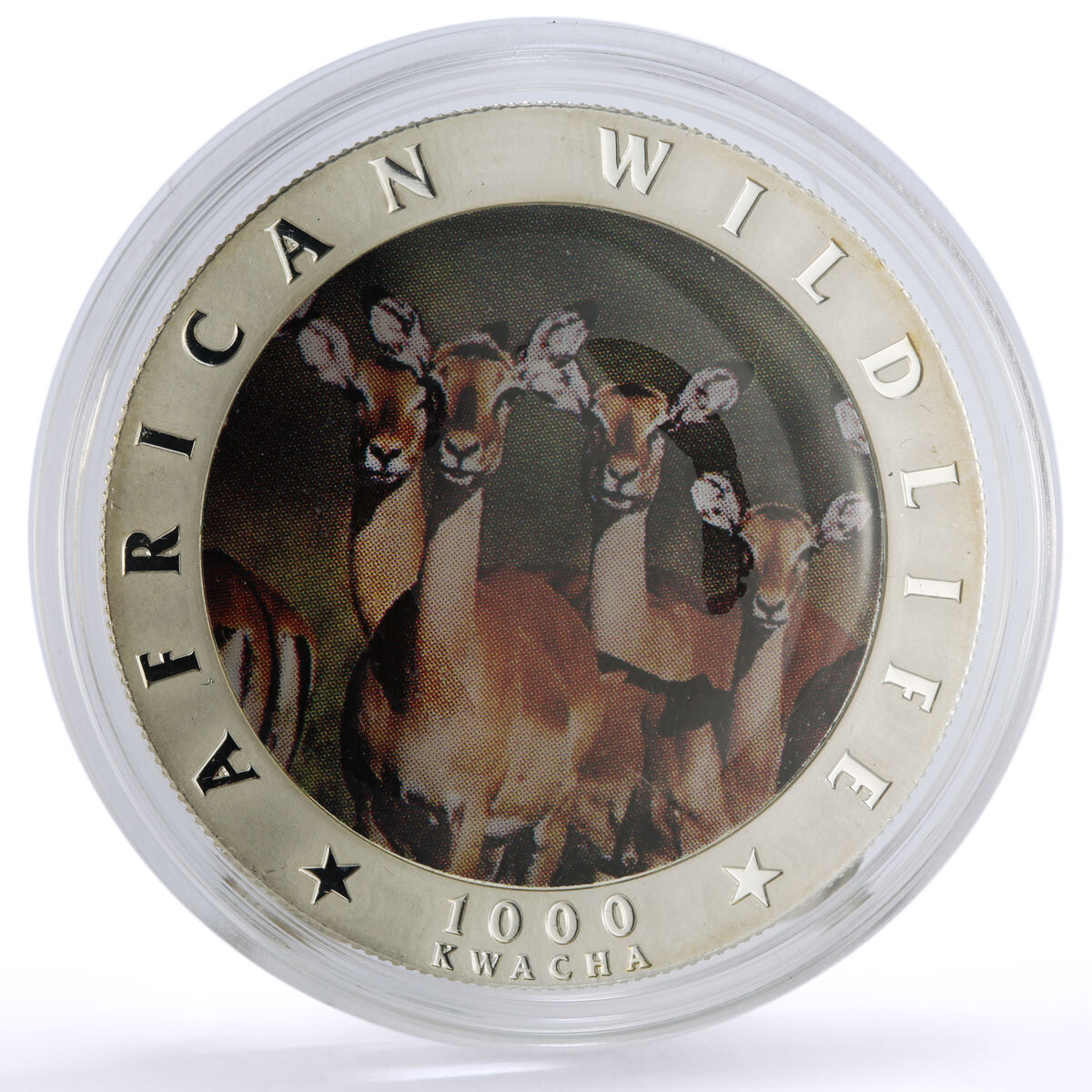 Abu KingFisher 2000 右巻き　美品 Zambia 1000 kwacha Conservation Wildlife Okapi Johnson Fauna