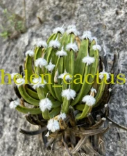 RareSucculent Cactus Plant Agave albopilosa Home Garden Plant 6-9CM