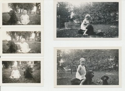5 Vintage Photos BABY & DOGS 1936-1937 Snapshot Lot Child With Spaniel-Type Dogs
