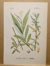 1886 ANTIQUE LITHOGRAPH ILLUSTRATION BOTANY FLOWER FLORA NATURE DECOR PICTURE...