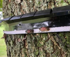 Spotted Lanternfly Barrier Strip - Safe For Wildlife And The Environment